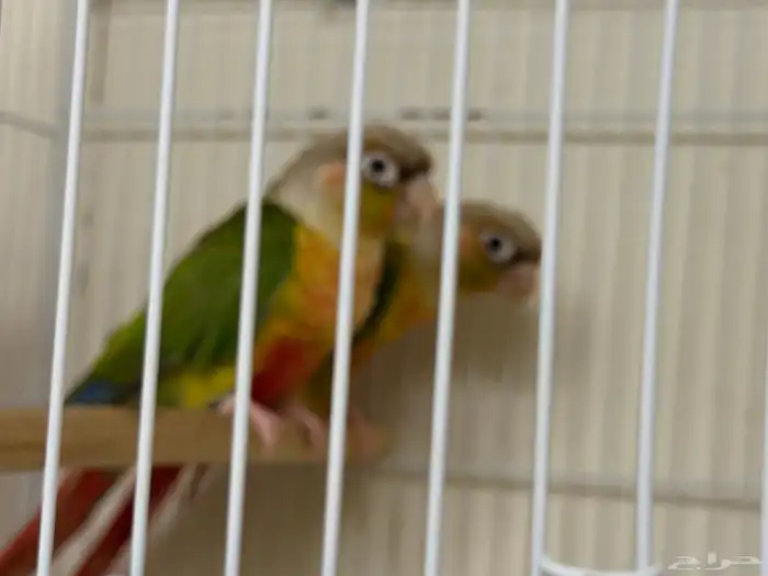 جوز اناناس منتج ومشروط 1