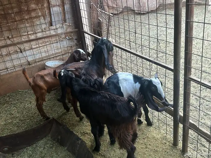 تيوس العدد 6 2