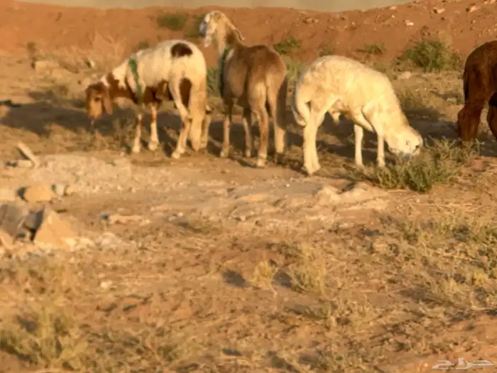 سواكن عدد 17 22