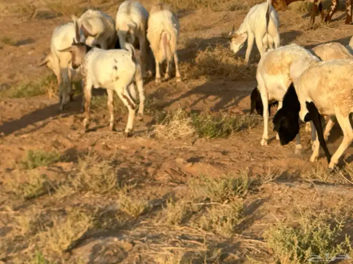 سواكن عدد 17 28