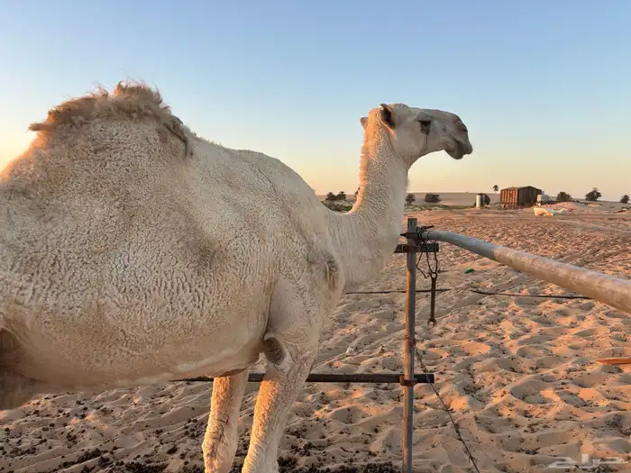 ناقة للبيع الحد 6000 0