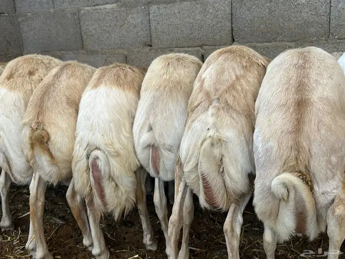 تيوس وبرابر وسواكن ورفيديات مرابي 97