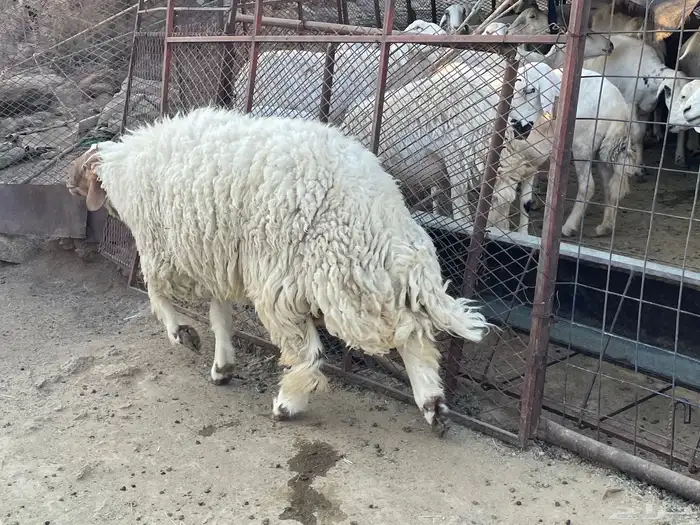 طلي نعيم ثني صنف 2