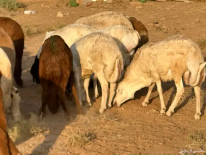 تيوس وبرابر وسواكن ورفيديات مرابي 21