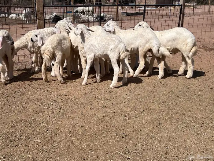 غنم حريات مواليد13 4