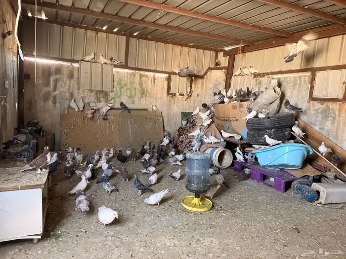 حمام بكستنائي وزاجل للبيع رقم جوال راعيها 1