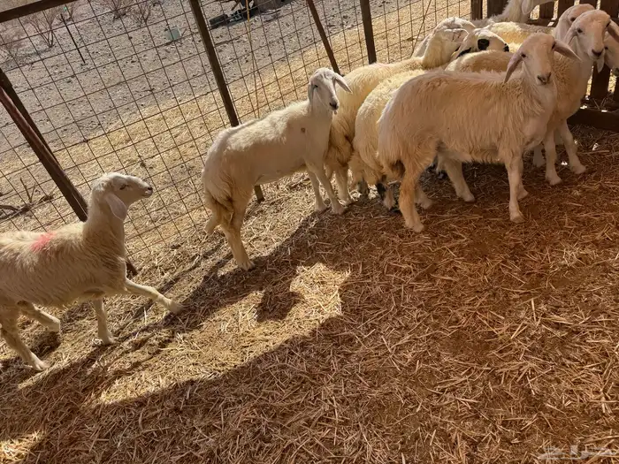رخال حريات 0