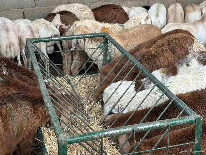 سواكن عدد 17 1