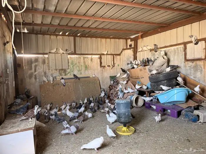 حمام بكستنائي وزاجل للبيع رقم جوال راعيها 0