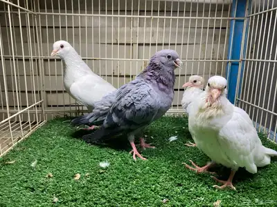 جوز صنعاوي اصيل index