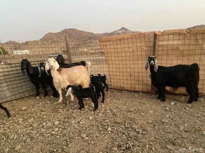 معزاء عوراض 10