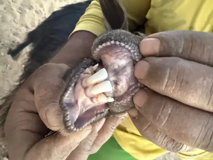 تيس فحل شرط الصحة السن رباع 1