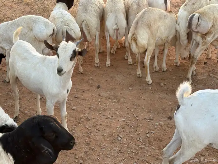 تيوس وبرابر وسواكن ورفيديات مرابي 73