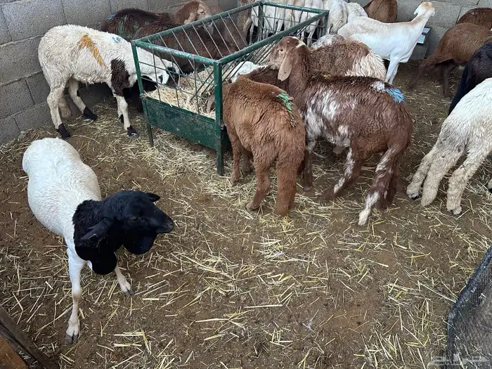 سواكن عدد 17 7