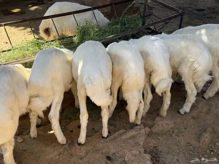 للبيع طليان وارخال انظاف واسمان 0