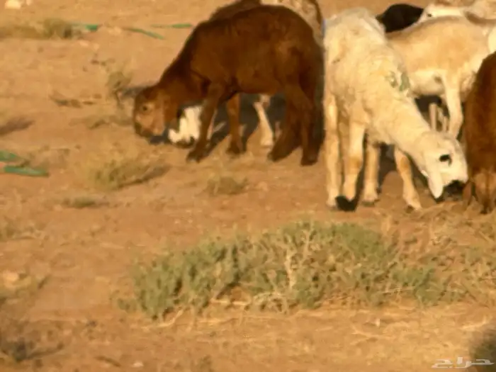 سواكن عدد 17 17