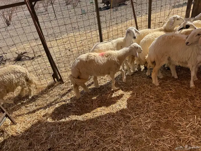 رخال حريات 1
