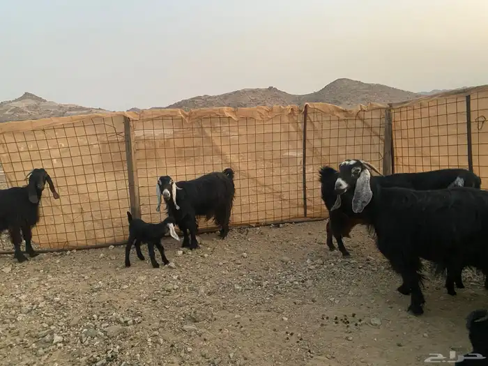 معزاء عوراض 8