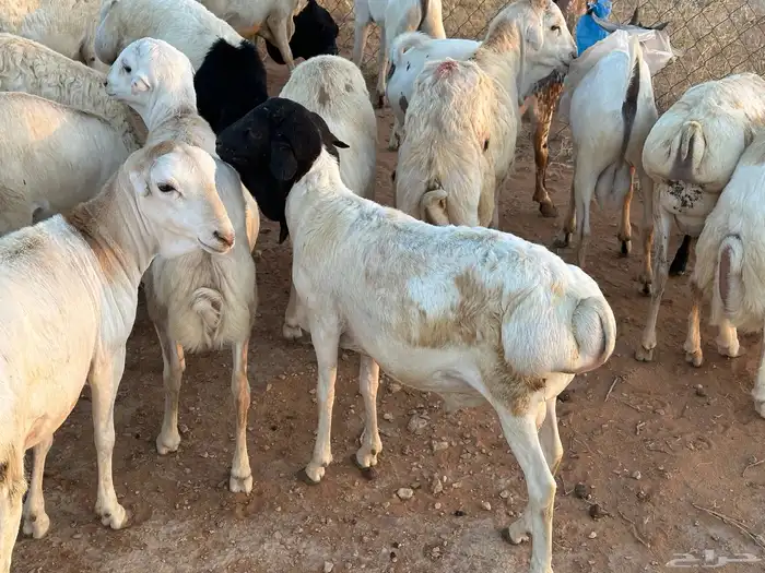 تيوس وبرابر وسواكن ورفيديات مرابي 82