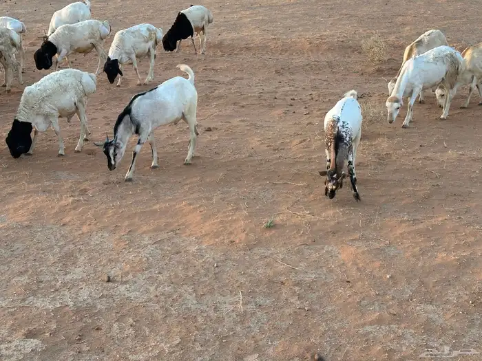 تيوس وبرابر وسواكن ورفيديات مرابي 84