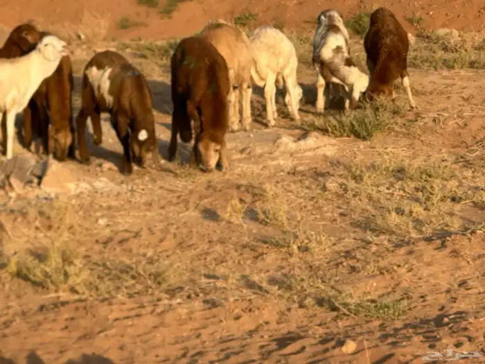 سواكن عدد 17 35