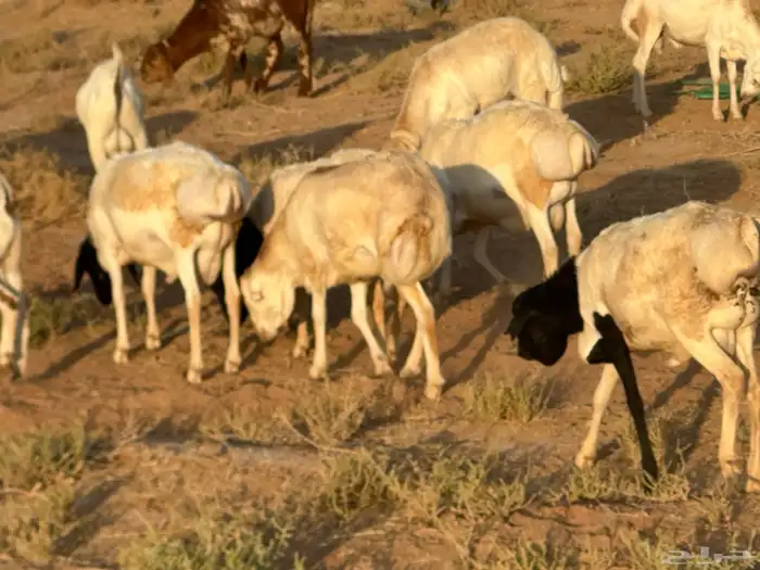 تيوس وبرابر وسواكن ورفيديات مرابي 44