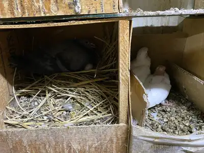 جوز صنعاوي اصيل index