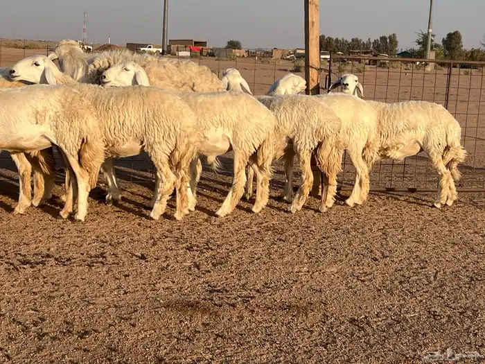 غنم حريات مواليد13 0