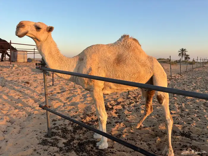 ناقة للبيع الحد 6000 1