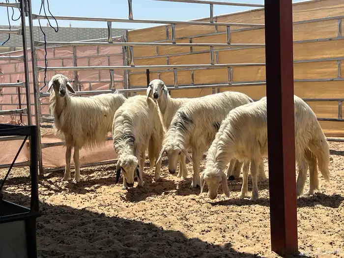 خمس رخال صفر وبرص مقاني كفو (تم البيع) 1