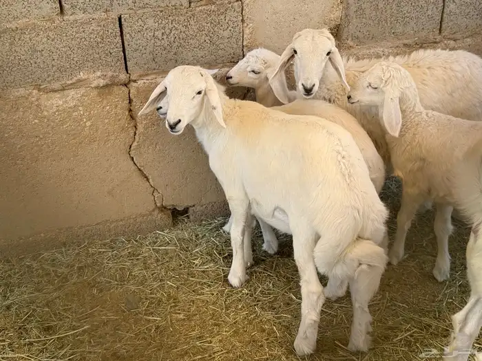 ذبايح حري و داغور سواكني 5