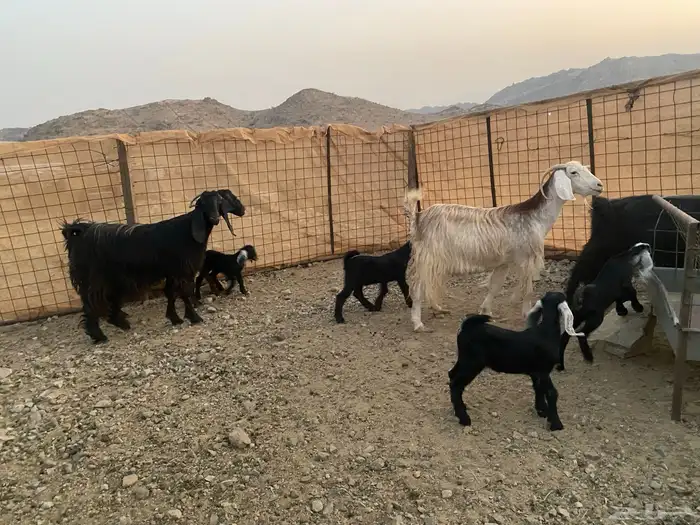 معزاء عوراض 2