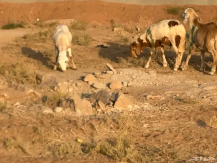 تيوس وبرابر وسواكن ورفيديات مرابي 40