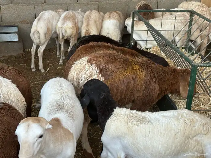 سواكن عدد 17 39