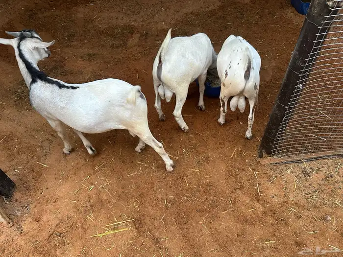 تيوس بيشيه عمر 4 شهور مرابي 62