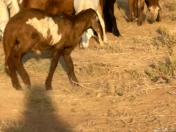 تيوس وبرابر وسواكن ورفيديات مرابي 28