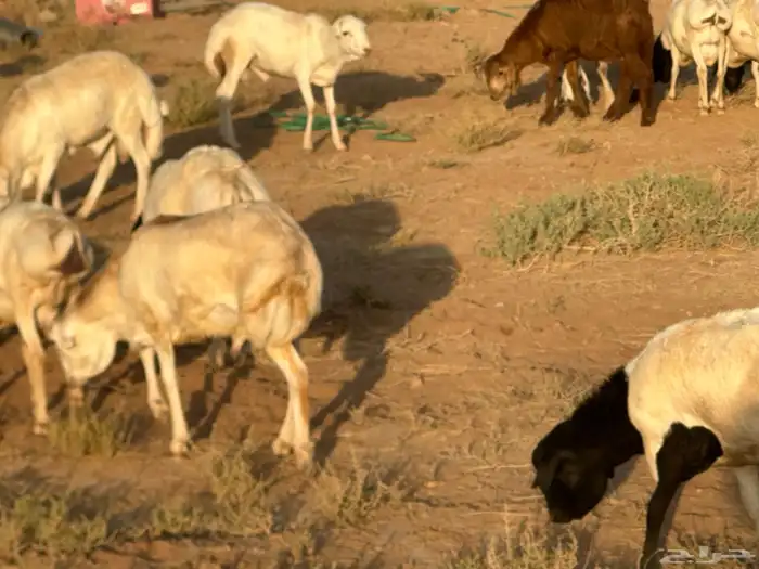 سواكن عدد 17 30