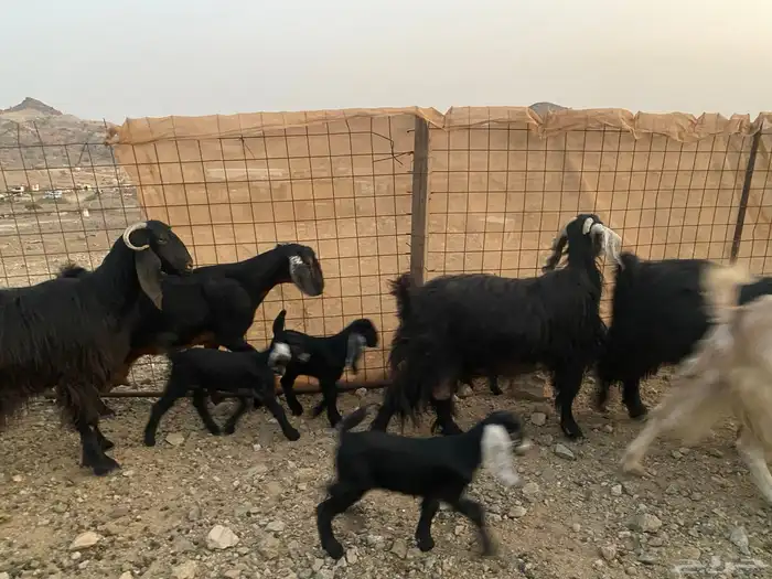معزاء عوراض 16