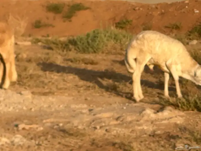 سواكن عدد 17 18