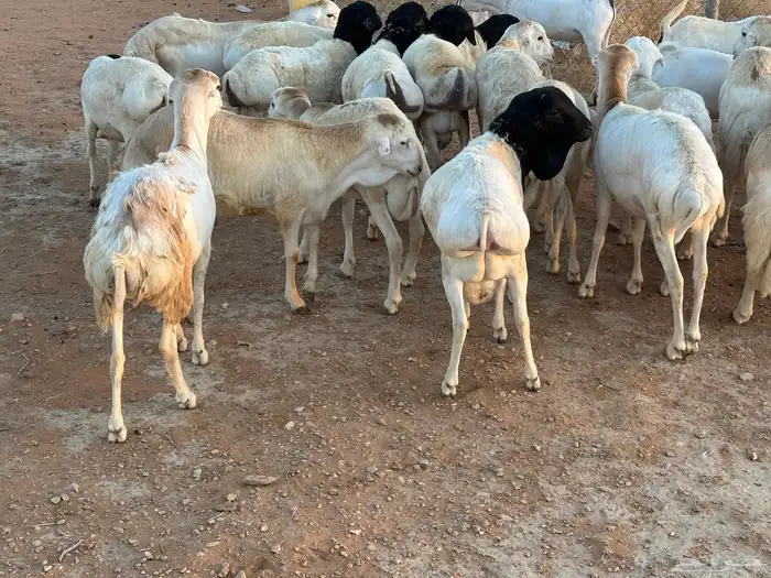 تيوس وبرابر وسواكن ورفيديات مرابي 78