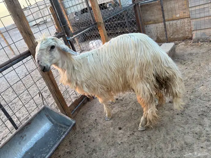 خروف عيسى سنه زي ماهو موظح 1