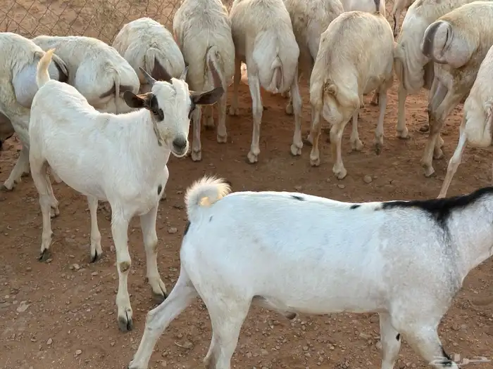 تيوس وبرابر وسواكن ورفيديات مرابي 71