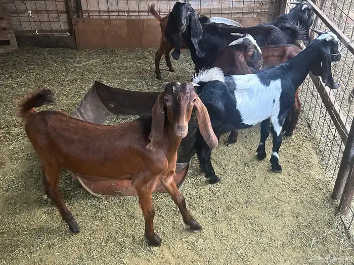 تيوس العدد 6 1