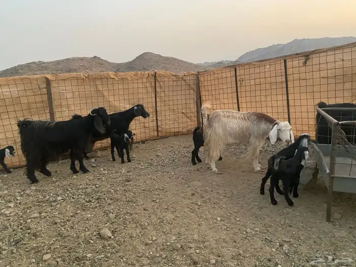 معزاء عوراض 5