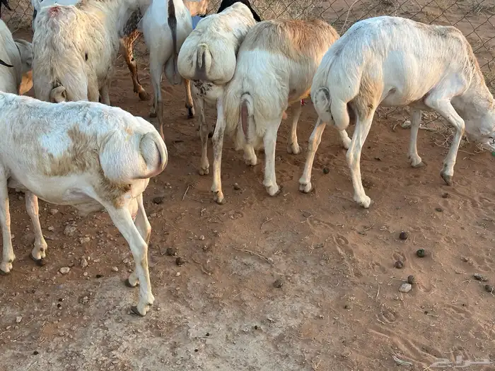 تيوس وبرابر وسواكن ورفيديات مرابي 81