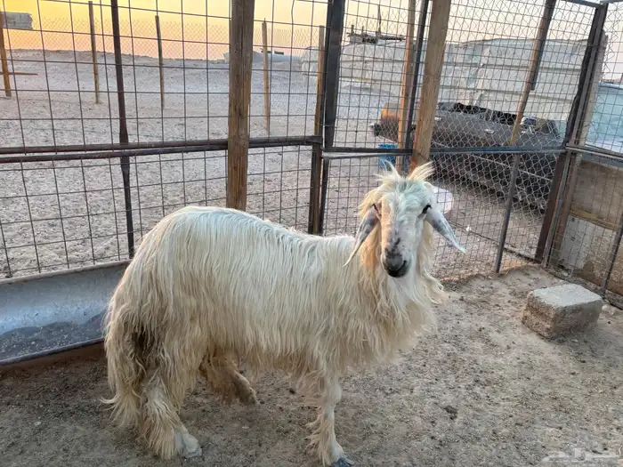 خروف عيسى سنه زي ماهو موظح 0