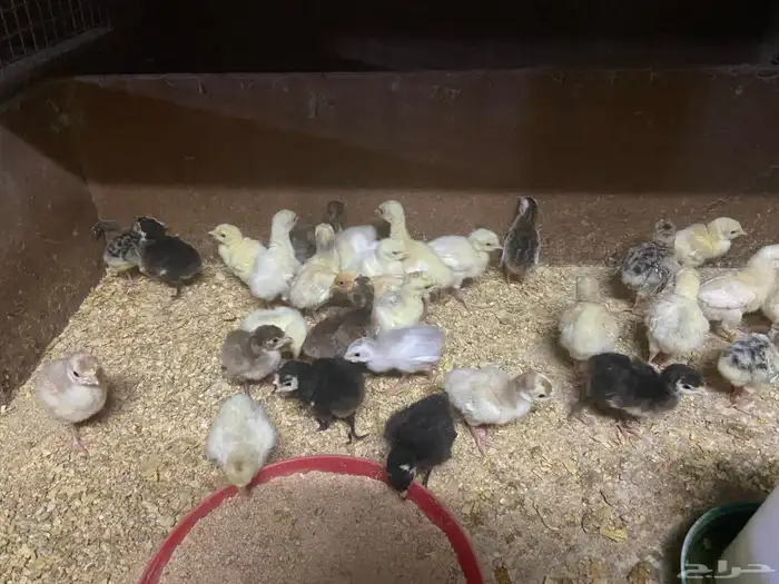 للبيع صوص دجاج رومي 0