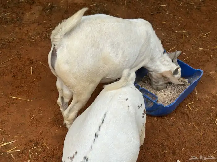 تيوس بيشيه عمر 4 شهور مرابي 61