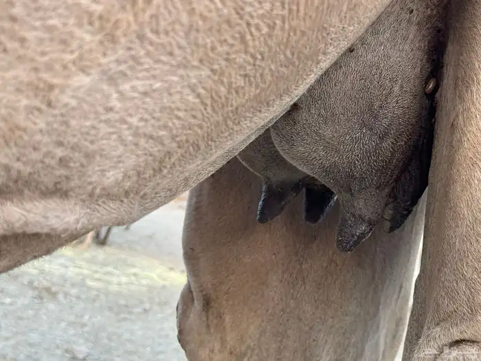 خلفه بسعر مناسب 1