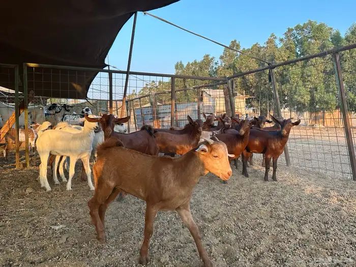 عشاق التيوس المحايلية للثلاجة والكشتات 0